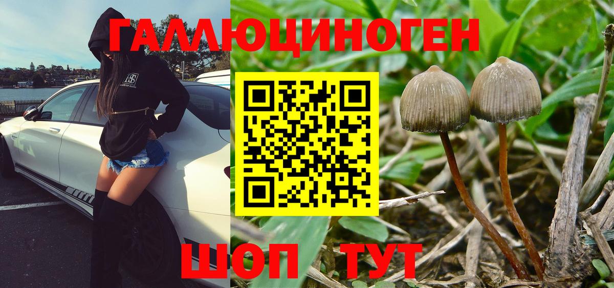 Галлюциногенные грибы Psilocybe  Вход с VPN  Верхняя Пышма  Псилоцибиновые грибы MAGIC MUSHROOMS 